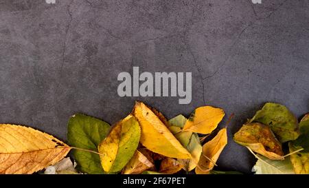 Herbstblätter auf einem dunklen Betongrund mit Platz für Text, Draufsicht. Stockfoto