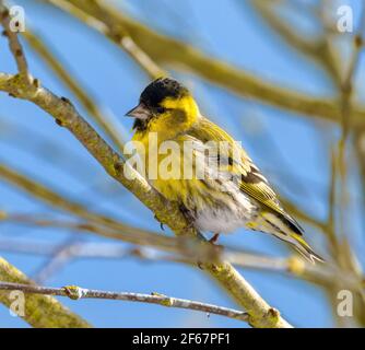 Männlich black-headed Goldfinch sitzen auf einem Zweig Stockfoto