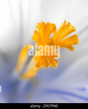 Stempel einer weißen Krokusblüte Stockfoto