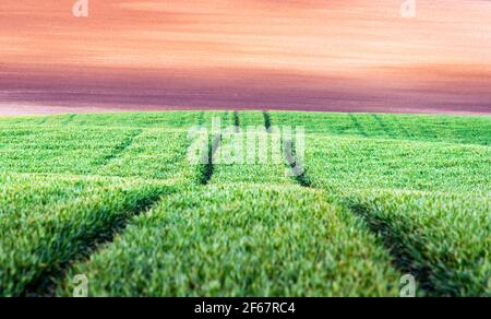 Straße in grünen Weizen landwirtschaftlichen Feld Stockfoto