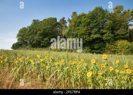 Sonnenblumen- und Baumfeld in der Nähe von Hümmel in Rheinland-Pfalz, Deutschland Stockfoto