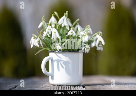 Bouquet von Schneeglöckchen in einem eisernen Becher Stockfoto