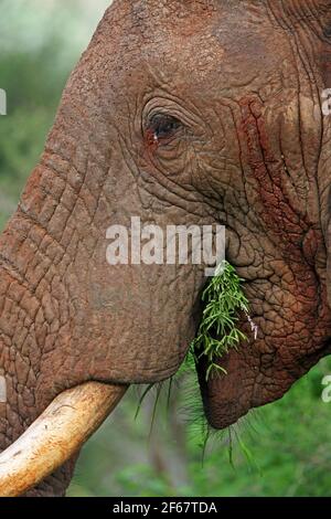 African Savanna Elephant (Loxodonta africana) Nahaufnahme des Stiers Fütterung Tsavo West NP, Kenia November Stockfoto