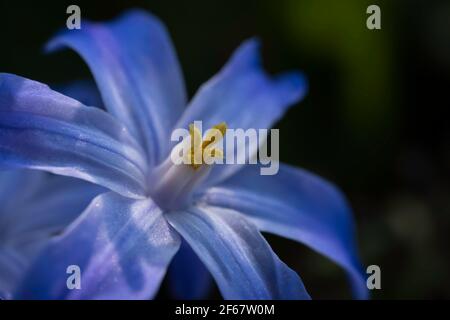 Chionodoxa oder Scilla luciliae, die Glory-of-the-Snow oder Glory-of-the-Snow ist eine bauchige Staude mit blauen Blüten wie kleine Sterne Stockfoto