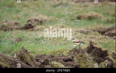 Ein männlicher Weizenohr (Oenanthe oenanthe) Auf der Suche nach Nahrung zwischen Schlamm und Gras auf der Salisbury Plain Im März Stockfoto