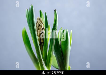 Hyazinthe Sprossen in Kunststofftöpfen. Blumensämlinge in Kunststoffbehältern. Stockfoto