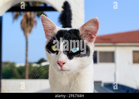 Katze mit unterschiedlich gefärbten Augen, ungewöhnlich. Stockfoto