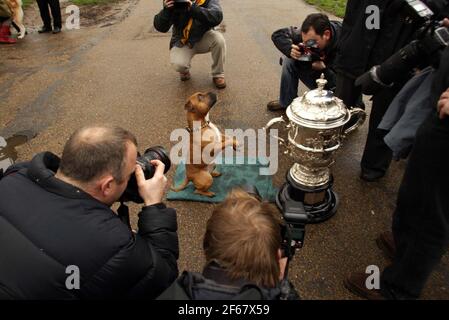 NATIONALE MARKTEINFÜHRUNG VON CRUFTS 2007 im NEC Birmingham 8th. - 11th. März statt. Fotoanruf im Green Park in London. 'Bacon' oder Java Wolfe Mogwai der 2-jährige Stafordshire Bull Terrier zeigt sich für die Kameras.... pic David Sandison Stockfoto