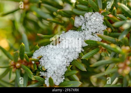 Nahaufnahme von Schnee auf Ästen der Eibe mit grünen Nadeln Stockfoto