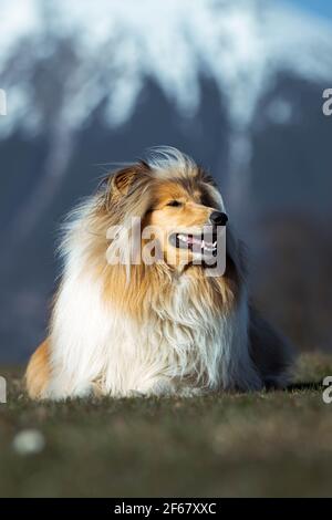 Fotos von einem Hund Stockfoto