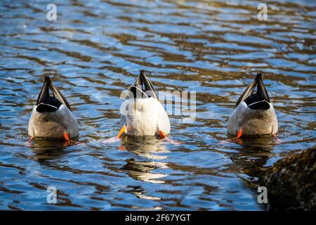 Lustige Rückansicht der Synchronisation von drei Enten Angeln Im blauen Wasser des Sees an einem Frühlingstag Stockfoto