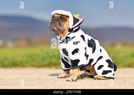 Sitzender französischer Bulldogge Hund trägt ein lustiges Halloween Kuh Kostüm Stockfoto