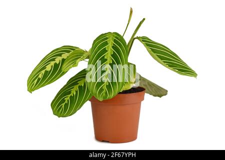 Grün geädert exotische 'Maranta Leuconeura Lemon Lime' Zimmerpflanze in Blume Pot isoliert auf weißem Hintergrund Stockfoto