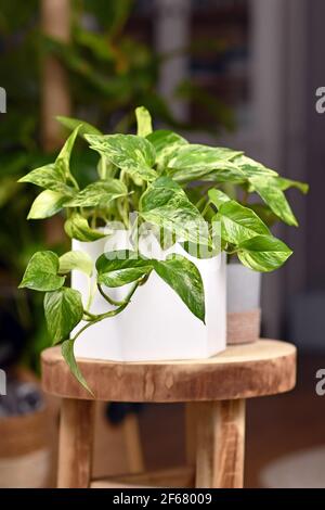 Tropische 'Epipremnum Aureum Marble Queen' Pothos-Zimmerpflanze mit weißer Varieation In Blumentopf auf Holztisch Stockfoto