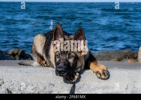 Ein Nahaufnahme Porträt eines fünfzehn Wochen alten Schäferhund Welpen. Blauer Himmel und Meer im Hintergrund Stockfoto