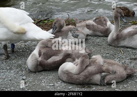Mute Swan Cygnets im Lake District Stockfoto