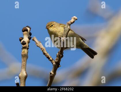 Chiffchaff kam im Frühling im Cotswold an Hügel Stockfoto