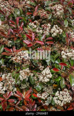 Eine blühende Photinia oder Rotkehlchen Pflanze, die im Freien wächst. Rote Blätter und weiße Blüten einer Photinia im Frühling. Pflanzenhintergrund. Stockfoto