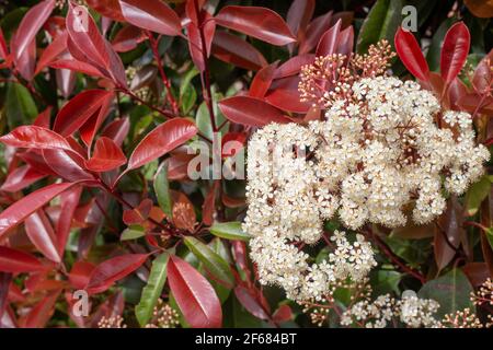 Eine blühende Photinia oder Rotkehlpflanze, die im Freien wächst. Rote Blätter und weiße Blüten einer Photinia im Frühling. Selektiver Ansatz, Kopierraum. Stockfoto