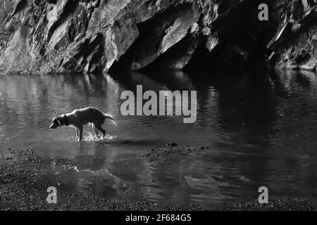 Ein Touristenhund, der vom Wasser schüttelt, nachdem er im See in der Rydal Cave im Lake District gespielt hat Stockfoto