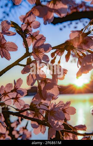 Washington DC, USA. März 2021, 30th. Cherry Blossom Festival Washington DC 30. März 2021 - die Blüten erreichten ihren Höhepunkt (70% der Yoshino Cherry ( Prunus x yedoensis ) Blüten sind offen) Credit: Don Mennig/Alamy Live News Stockfoto