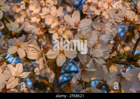 Washington DC, USA. März 2021, 30th. Cherry Blossom Festival Washington DC 30. März 2021 - die Blüten erreichten ihren Höhepunkt (70% der Yoshino Cherry ( Prunus x yedoensis ) Blüten sind offen) Credit: Don Mennig/Alamy Live News Stockfoto