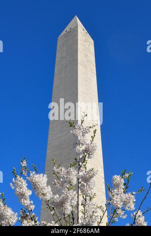 Washington DC, USA. März 2021, 30th. Cherry Blossom Festival Washington DC 30. März 2021 - das Washington Monument umgeben von Kirschbaumblüten - Blüten erreichten ihren Höhepunkt (70% der Yoshino Cherry ( Prunus x yedoensis ) Blüten sind offen) Credit: Don Mennig/Alamy Live News Stockfoto