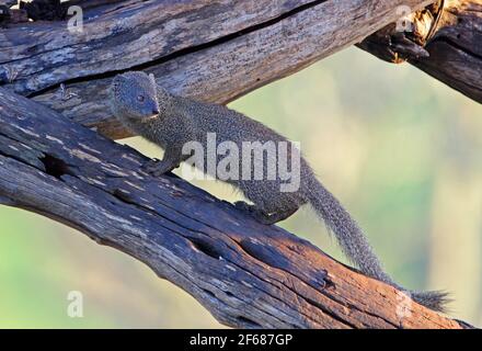 Gewöhnlicher Zwerggans (Helogale parvula undulata) Erwachsene kletternder toter Zweig Tsavo West NP, Kenia November Stockfoto