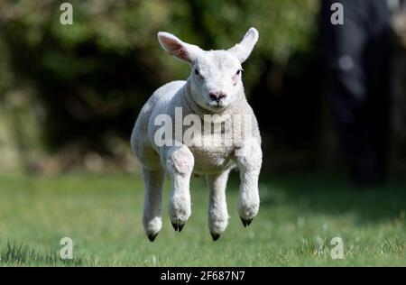 Hawes, North Yorkshire, Großbritannien. März 2021, 30th. Thumper das fliegende texel-Haustier-Lamm hat einen Frühling im Schritt, wenn die Sonne nach unten scheint.Quelle: Wayne HUTCHINSON/Alamy Live News Stockfoto