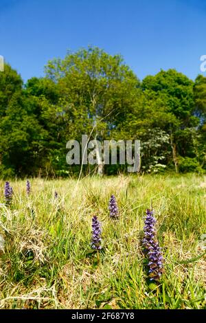 Gewöhnlicher Bugel (Ajuga reptans), der auf einer Wiese in High Weald in der Nähe von Speldhurst, Kent, England wächst Stockfoto