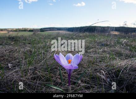 Nahaufnahme eines wilden Krokus (Crocus tommasiniánus), der in einer schwedischen Landschaft wächst Stockfoto