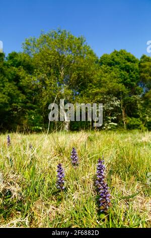 Gewöhnlicher Bugel (Ajuga reptans), der auf einer Wiese in High Weald in der Nähe von Speldhurst, Kent, England wächst Stockfoto