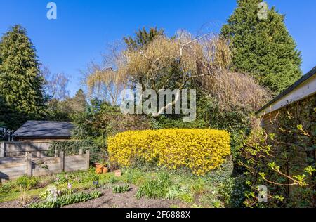 Eine gut getrimmte gelbe Forsythia Hecke in vollem Boom im Frühjahr in einem Garten in Surrey, Südostengland an einem sonnigen Tag Stockfoto