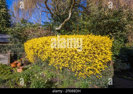 Eine gut getrimmte gelbe Forsythia Hecke in vollem Boom im Frühjahr in einem Garten in Surrey, Südostengland an einem sonnigen Tag Stockfoto