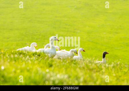 Weiße und graue Hausgänse im grünen Gras Stockfoto