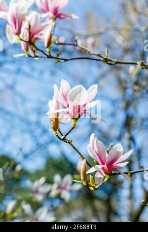 Blüten eines rosa gefärbten weißen Magnolienbaums, der in einem Garten in Surrey, Südostengland, wächst und im Frühling vor blauem Himmel blüht Stockfoto