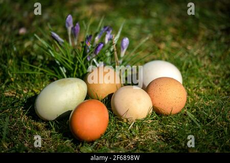 Sechs verschiedene farbige Freilandeier auf einem Rasen Im Frühling Sonnenschein mit Frühlingsblumen im Hintergrund Stockfoto