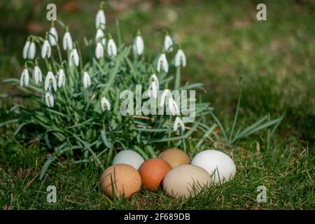 Sechs verschiedene farbige Freilandeier auf einem Rasen Im Frühling Sonnenschein mit Frühlingsblumen im Hintergrund Stockfoto