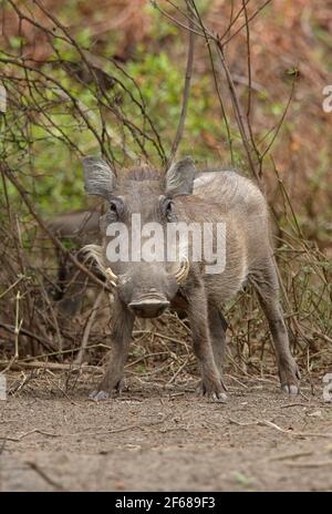 Warzenschweine (Phacochoerus africanus) Weibchen im Wald Awash NP, Äthiopien April Stockfoto