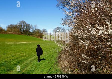 Schlehdorn oder Schlehe (Prunus spinosa) blühend im Frühjahr und Frau wandern auf High Weald Walk Fußweg, Kent, England Stockfoto