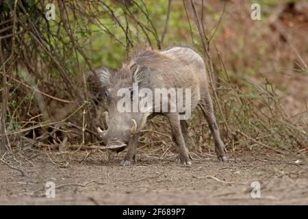 Warzenschweine (Phacochoerus africanus) Weibchen im Wald Awash NP, Äthiopien April Stockfoto