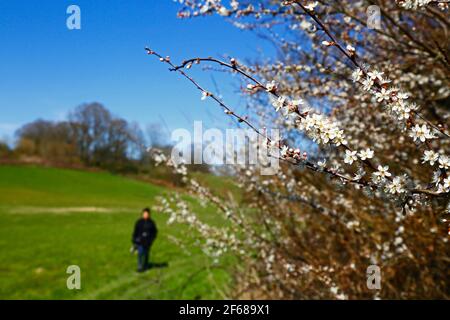 Schlehdorn oder Schlehe (Prunus spinosa) blühend im Frühjahr und Frau wandern auf High Weald Walk Fußweg, Kent, England Stockfoto