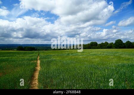 Wealdway Langstrecken-Wanderweg über Feld von jungen Weizen zwischen Bidborough und Haysden im Frühsommer, Kent, England Stockfoto