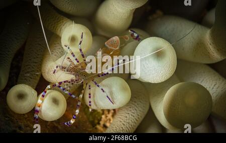 Fleckensauger Garnelen (Periclimenes yucatanicus) versteckt sich in einer Anemone auf Korallenriffen vor der Insel St. Martin, niederländische Karibik Stockfoto