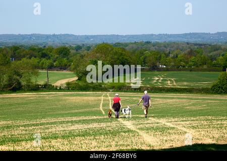 Paare und Hunde, die im Frühsommer in Kent über das Feld des neu gepflanzten Weizens auf dem Wealdway-Fernwanderweg zwischen Bidborough und Haysden wandern Stockfoto