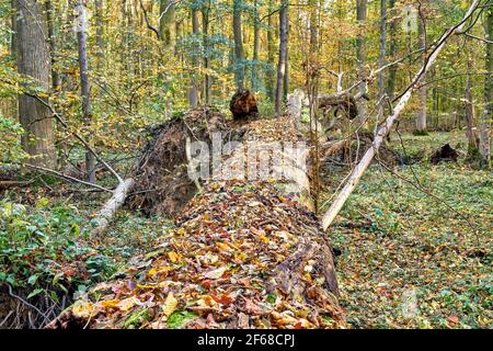 Großer Baum vom Sturm gefällt. Totes Holz als Grundlage für neues Leben stehen und liegen Stockfoto