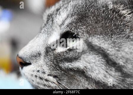 Schöne graue Katze mit grünen Augen Stockfoto