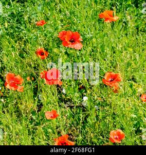 Scarlet Mohn vor dem hintergrund der grünen Gras. Konzentrieren Sie sich auf die Blume. Geringe Tiefenschärfe. Stockfoto