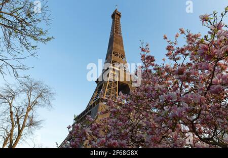 Eiffelturm im sonnigen Frühlingstag mit Magnolien in Paris, Frankreich Stockfoto