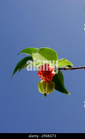 salvador, bahia, brasilien - 27. juni 2009: Die Pitanga-Frucht wird in einem Obstgarten in der Stadt Salvador gesehen. *** Ortsüberschrift *** Stockfoto